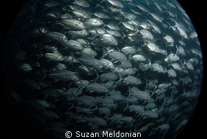 Schooling Jacks at Twin Rocks, part of my Sea Snow Globe ... by Suzan Meldonian 